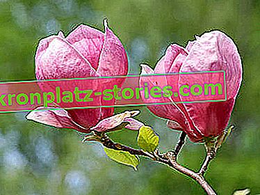 Magnolije cvatu najčešće u nijansama ružičaste i ljubičaste boje