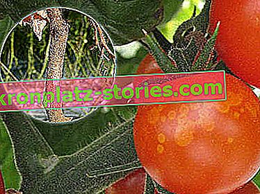 bolesti rajčice i njihova kontrola