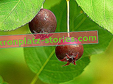 Lamarca Reedberry - voće