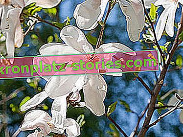 A Magnolia stellata március óta virágzik