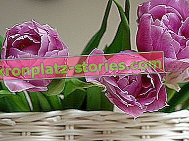 fleurs pour table de Pâques - tulipes