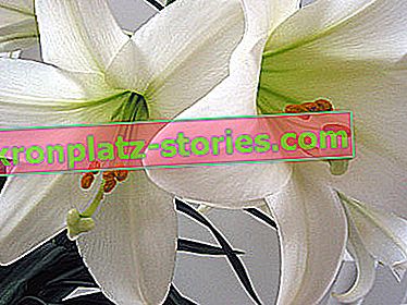 virágok a húsvéti asztalra - fehér liliomok