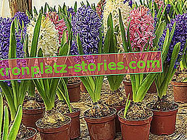 fleurs pour la table de Pâques - jacinthes
