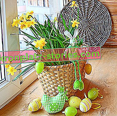 virágok a húsvéti asztalra - narcissi