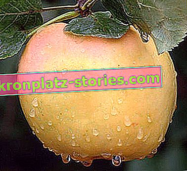 a gyümölcsfák régi fajtái - a Kronselka almafa