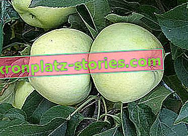 staré odrůdy ovocných stromů - jabloň Antonówka