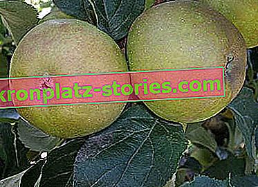 Anciennes variétés d'arbres fruitiers - pommier Szara Reneta