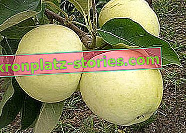 a gyümölcsfák régi fajtái - a Papierówka almafa