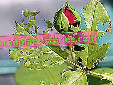 trous dans les feuilles de roses mordues par les larves du chien rose