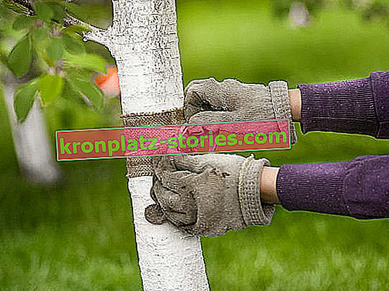 trakovi sadnega drevja proti škodljivcem
