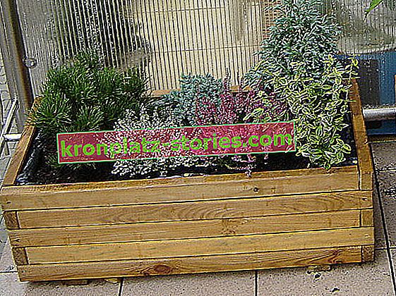 балконные растения зимой