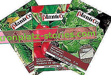 Gemüsesamen auf dem PlantiCo-Gürtel