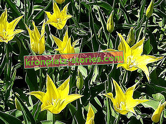varietà di tulipani