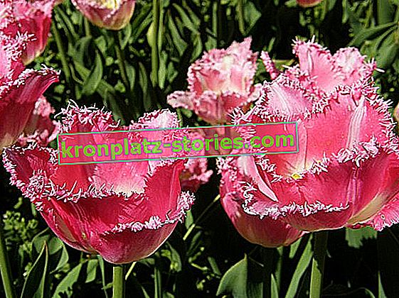 variétés de tulipes