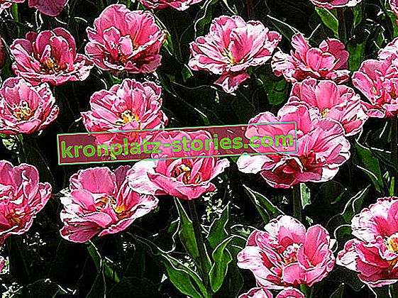 varietà di tulipani