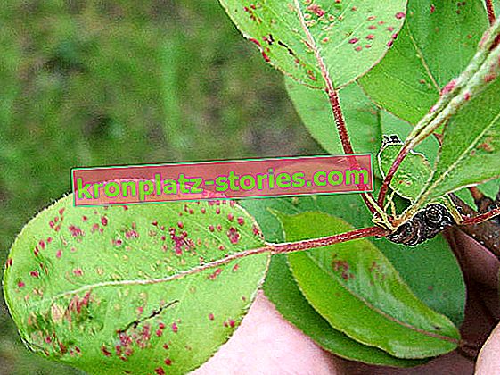 parassiti delle foglie di pera - pelle di pera