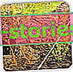 Засаждане на жив плет от голокоренни растения