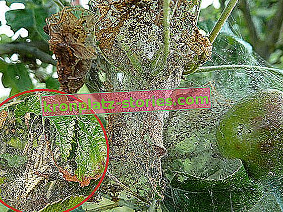 Blattlocken und Spinnennetze auf dem Apfelbaum