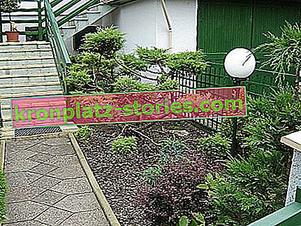 Zahrada v japonském stylu
