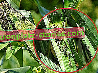 вредители по царевичните листни въшки