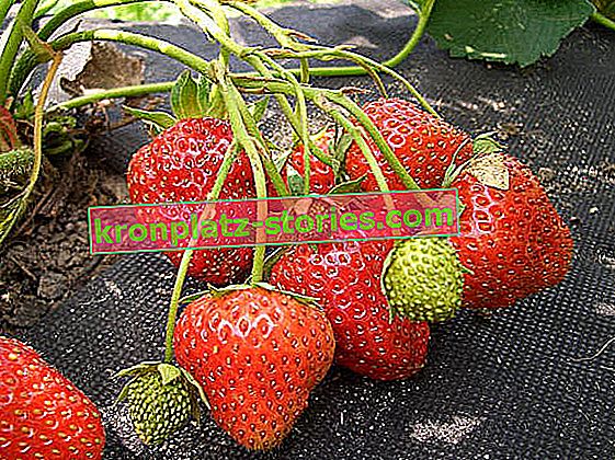 Juni im Garten - Erdbeeren