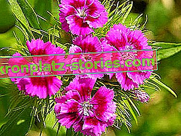 piante biennali - garofano barbuto