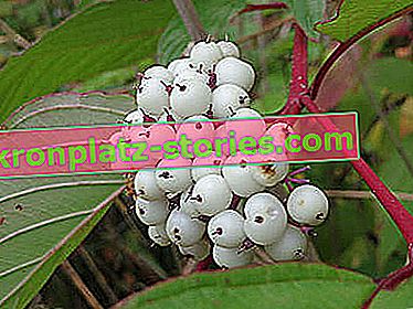 бял дрян - плодове, червени издънки