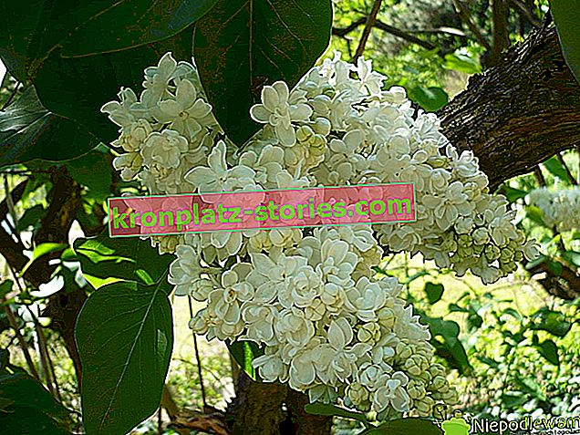 Dogwood alb - cultivare, tăiere, reproducere, soiuri