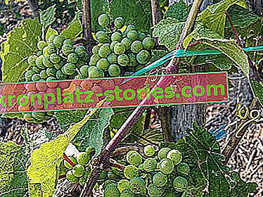 Propagation de la vigne par stratification