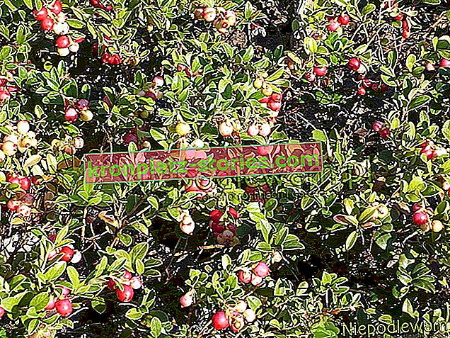 lingonberry companion plants