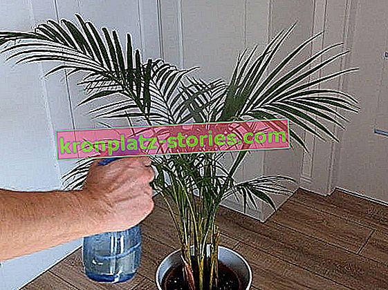 palmier Areka