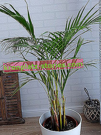 palmier areka