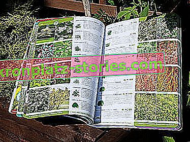 Catalogo di piante, alberi, arbusti, piante perenni raccomandato dall'Associazione polacca dei vivaisti