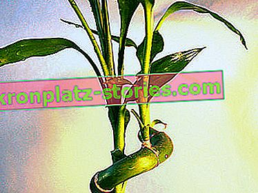 dracaena Sandera, bambou chanceux