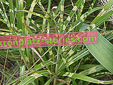 Miscanthus chinois Apache