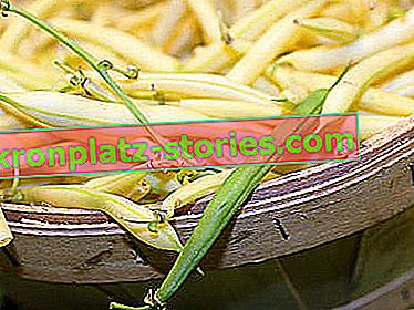 Бобови растения - зелен фасул