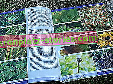 Catalogue de plantes vivaces - Fougères à fleurs herbacées recommandées par l'Association polonaise des pépiniéristes