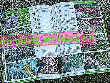 Katalog der Stauden - Grasblumenfarne, empfohlen vom polnischen Baumschulverband