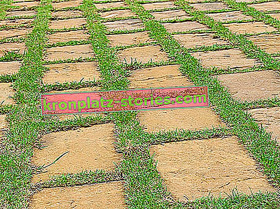 Grüne Fugen, d. H. Moos oder Gras zwischen den Pflastersteinen