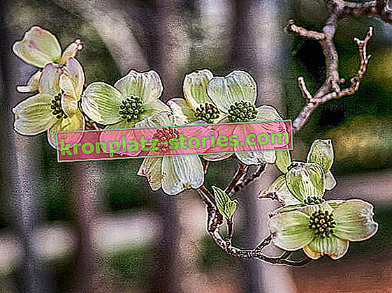 Cornus floraison Cornus florida
