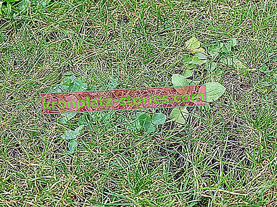 selbstverdickendes Gras Substrat