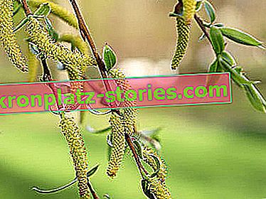 plantes allergènes - bouleau