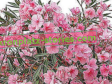oleander comun