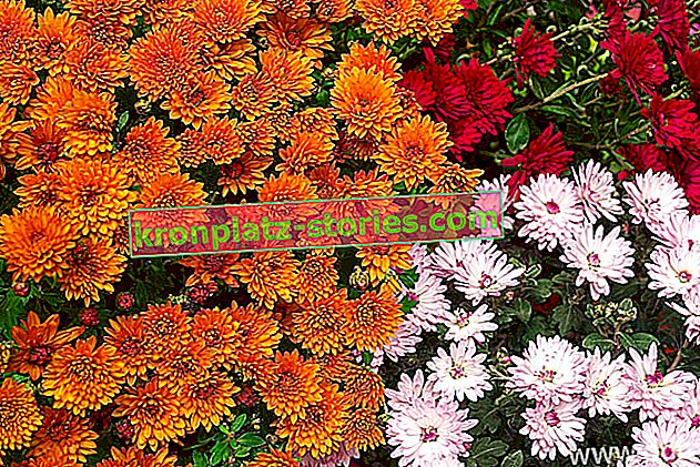 Crizanteme - cultivare, soiuri de grădină, reproducere