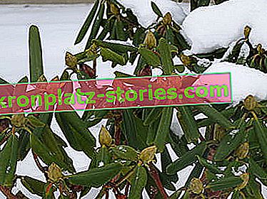 Bewässerung von Pflanzen im Winter - Rhododendron