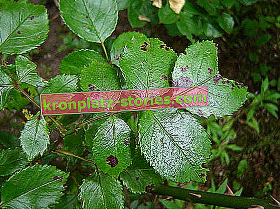 Maladies des plantes ornementales tache noire feuille de rose