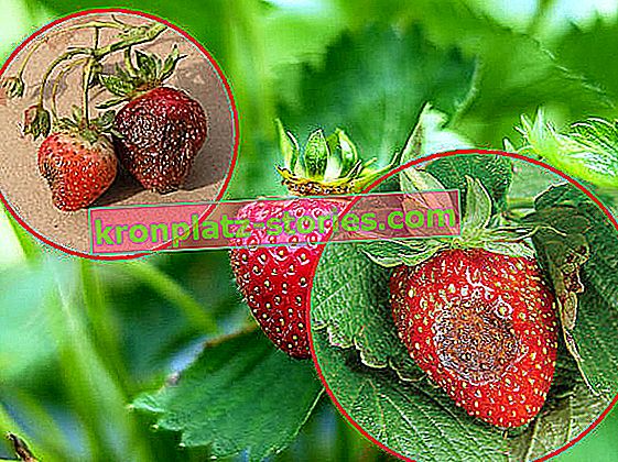 anthracnose fraise