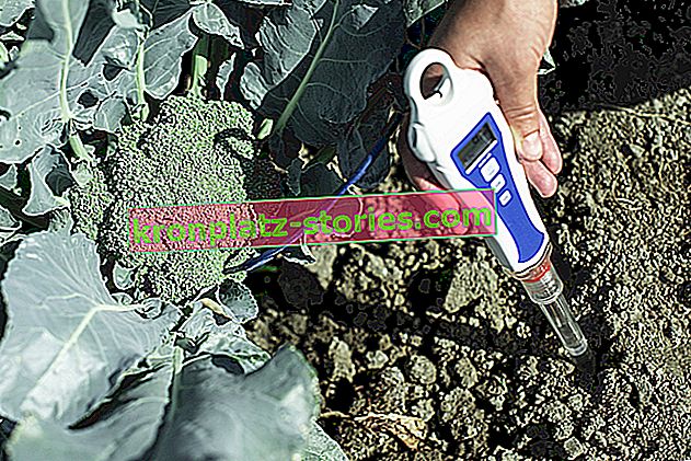 Acidificarea solului. Cum și cu ce să acidulezi solul din grădină?