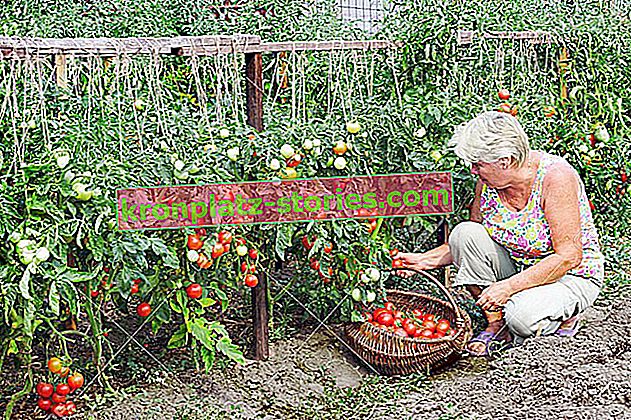 Kako saditi rajčicu u stakleniku?