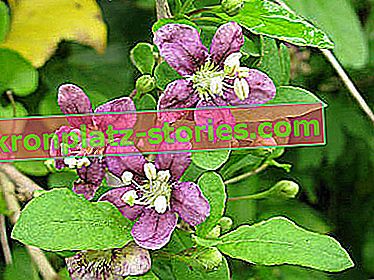 goji berry - květiny